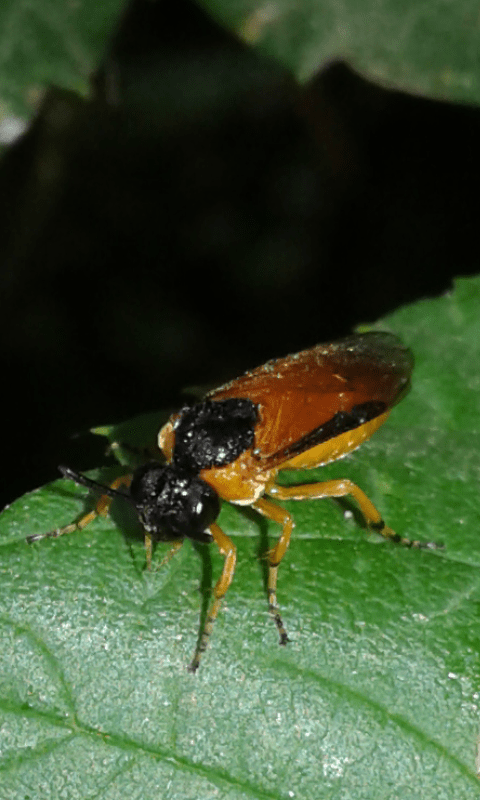 Arge ochropus (Argidae)?